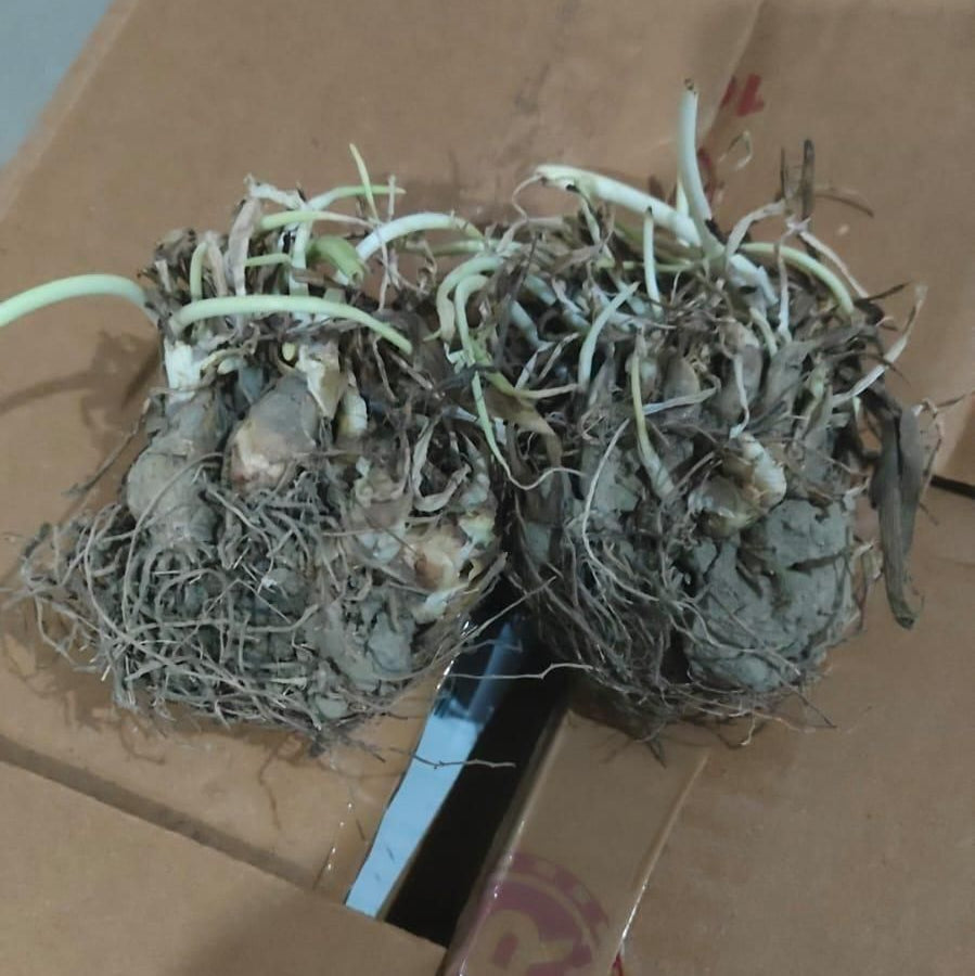 Rajnigandha Double Patel Tuberose Bulbs (Pack of 2)